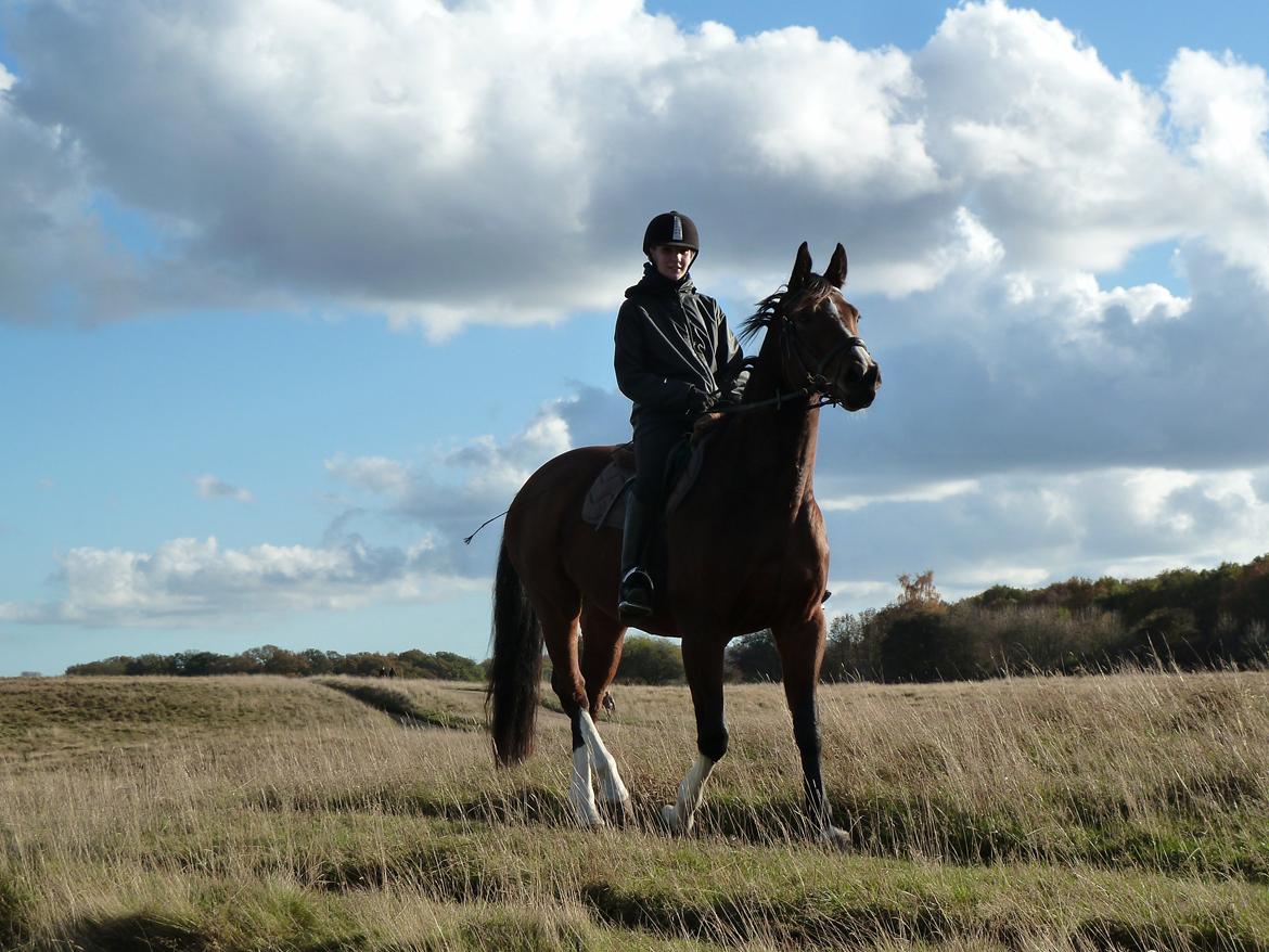 Polsk Varmblod Bielins Cyrenajka billede 15