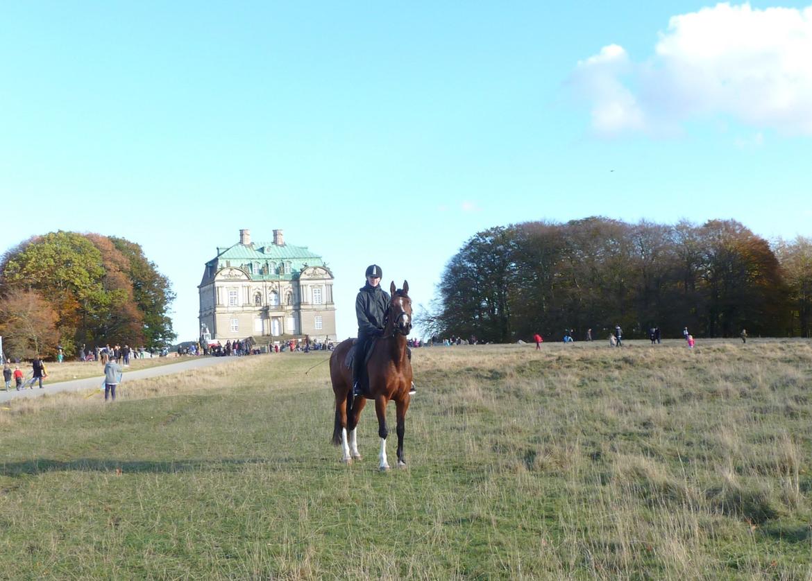 Polsk Varmblod Bielins Cyrenajka - Foran Eremitageslottet.. billede 16