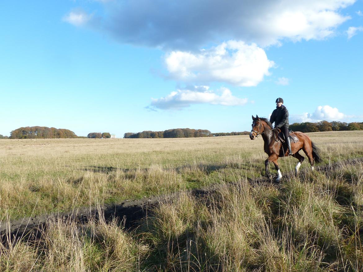 Polsk Varmblod Bielins Cyrenajka billede 17