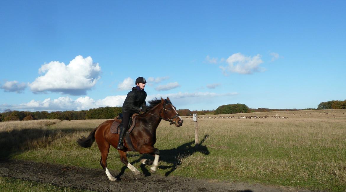 Polsk Varmblod Bielins Cyrenajka - Elsker den kraft der er i det her billede! billede 18