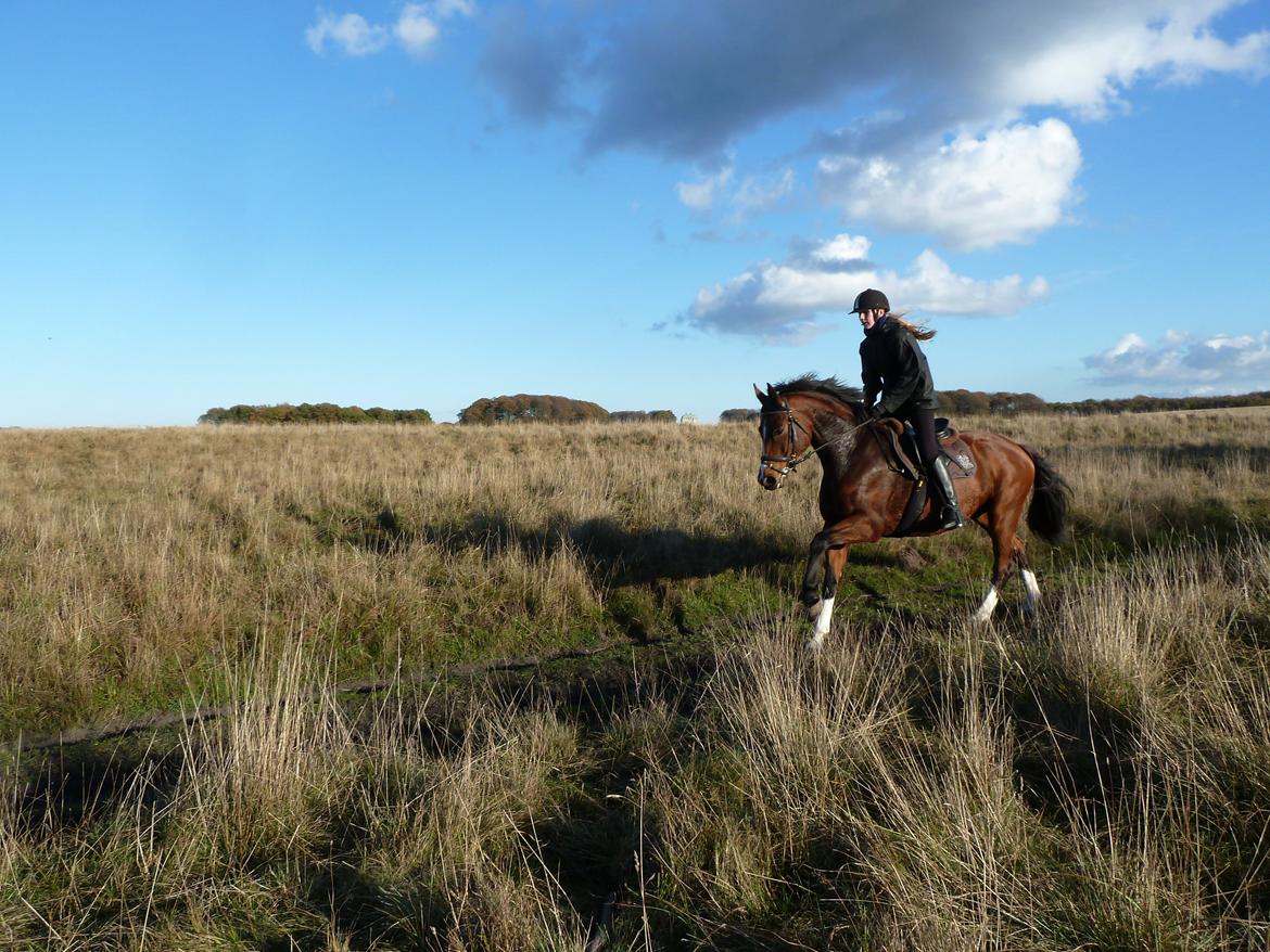Polsk Varmblod Bielins Cyrenajka billede 19