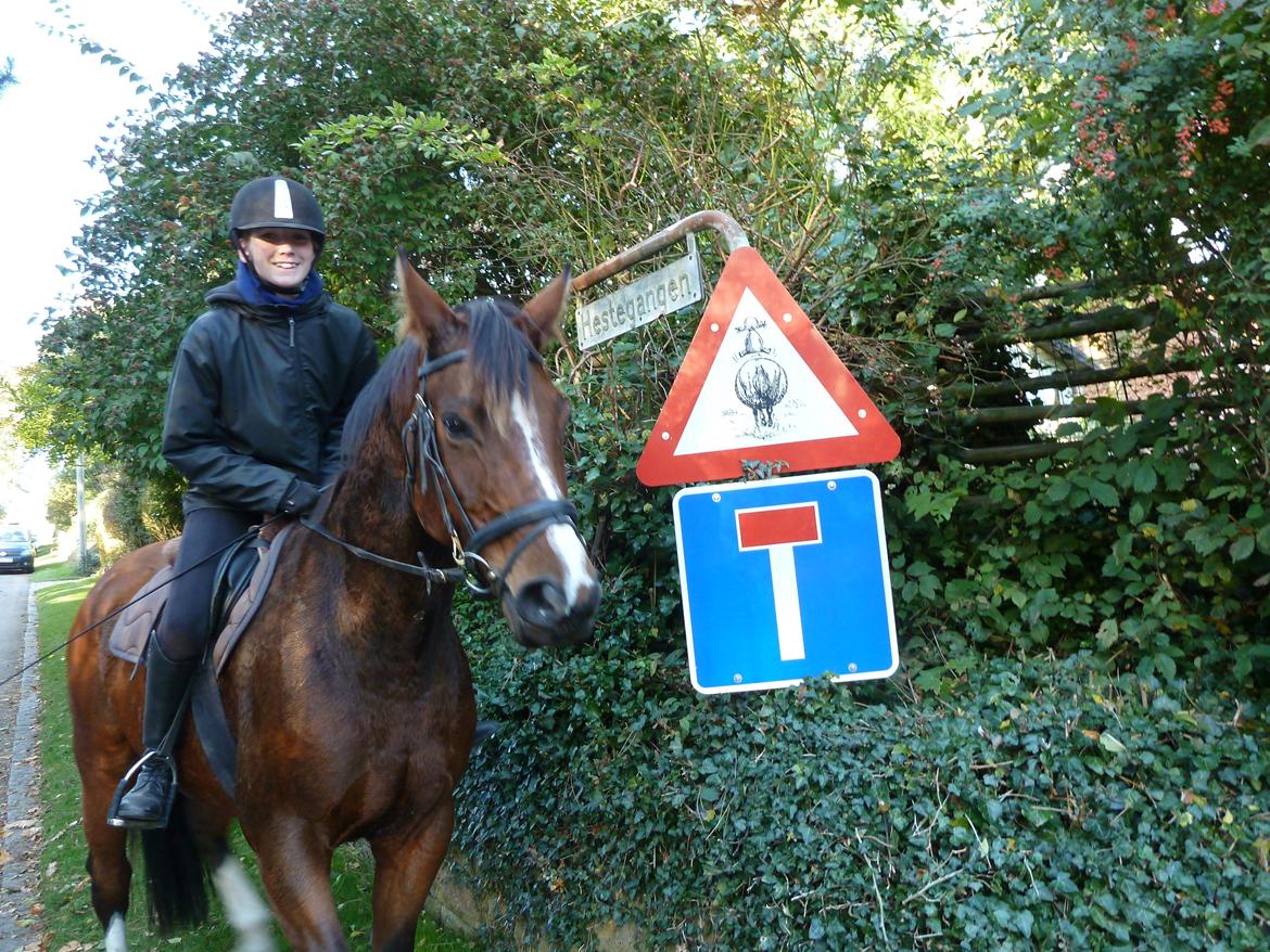 Polsk Varmblod Bielins Cyrenajka - Najka og mig foran et ret sjovt hesteskilt, og så er der vejskiltet 'Hestegangen'. :) billede 20