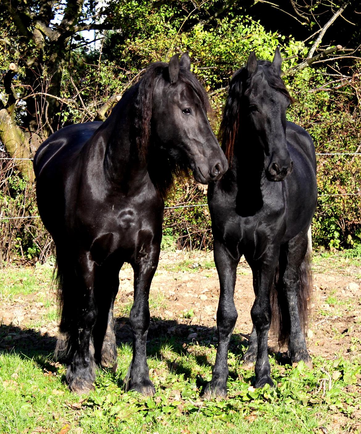 Frieser Ate fan'e Sânmar billede 22