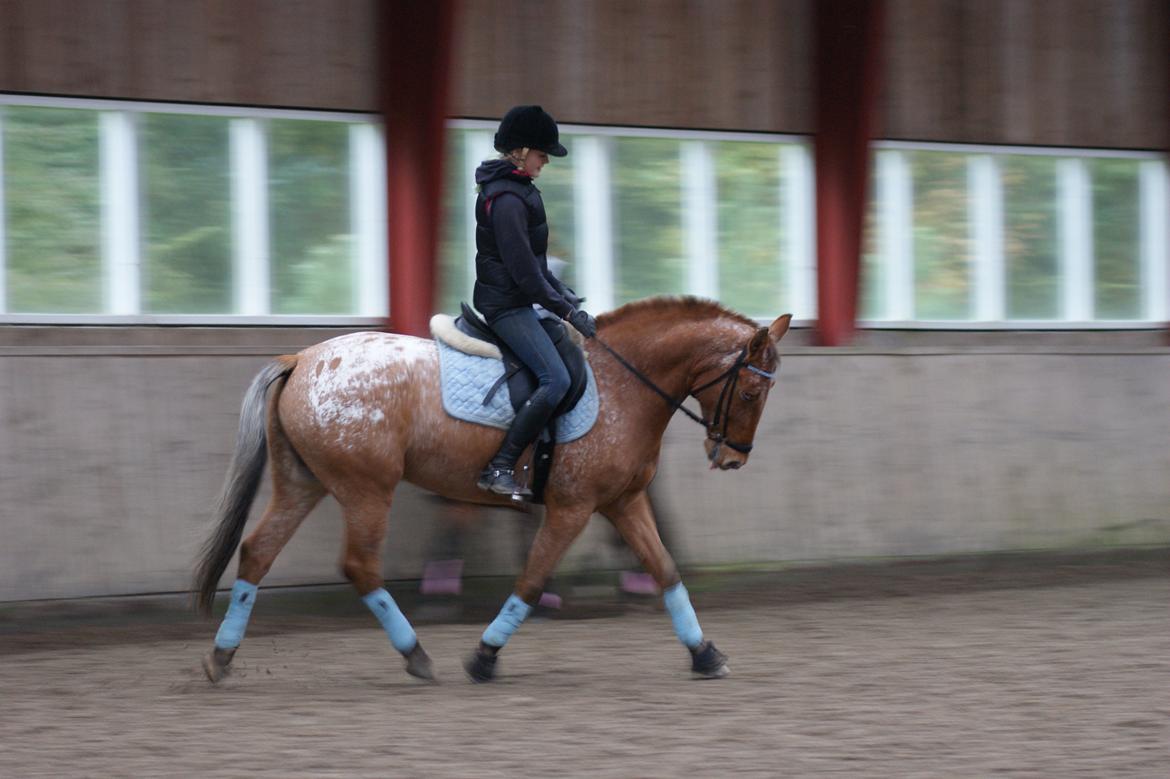 Knabstrupper Skovgårdens Rollo<3 (SOLGT) - Du er så dygtig :) billede 16