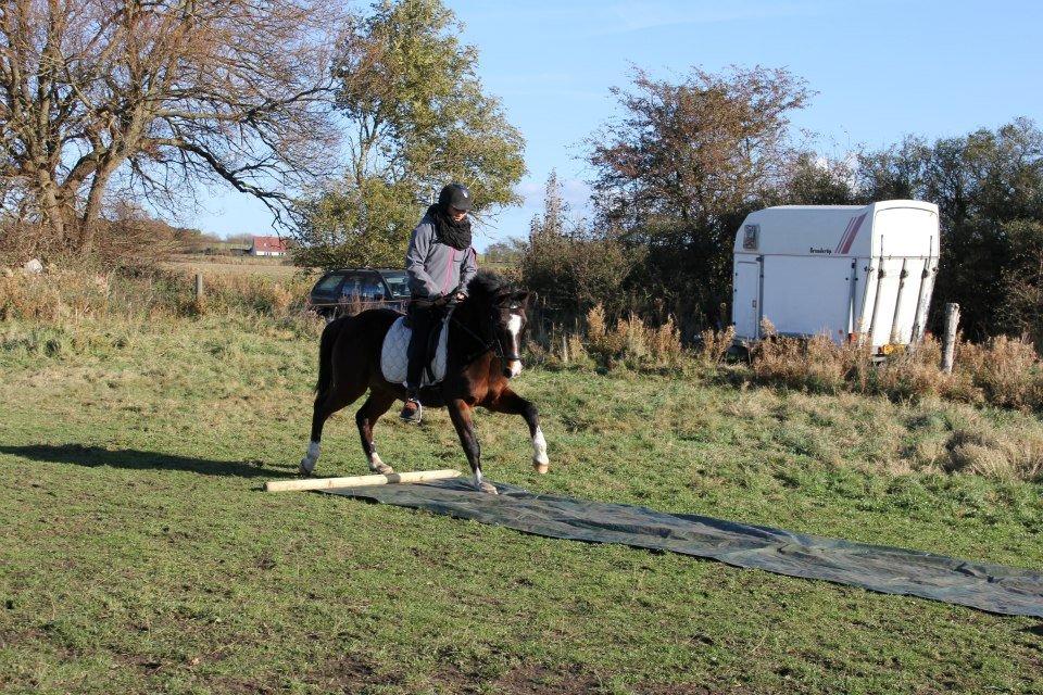 DSP Snekkerups Candy - 1. Plads i agility på Nørhavegård - Oktoberlejr billede 8