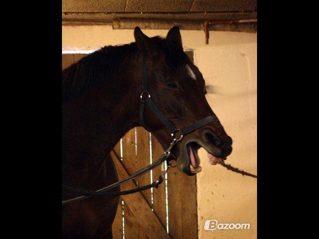 Anden særlig race Ariel - Ariel på Stald Kjær, hvor hun er i tilridning af Diana Klein :-) billede 5