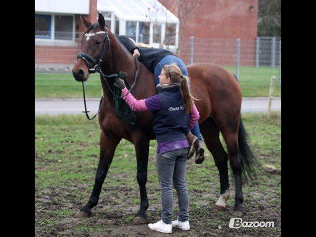 Anden særlig race Ariel - Ariel på Stald Kjær, hvor hun er i tilridning af Diana Klein :-) billede 7