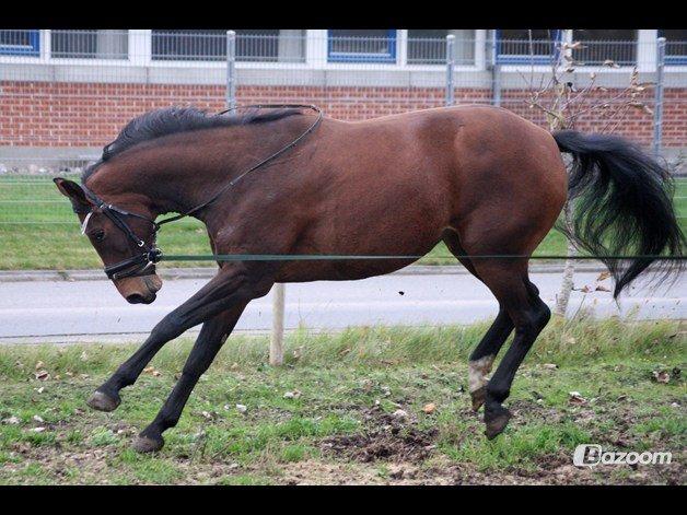 Anden særlig race Ariel - Ariel på Stald Kjær, hvor hun er i tilridning af Diana Klein :-) billede 6