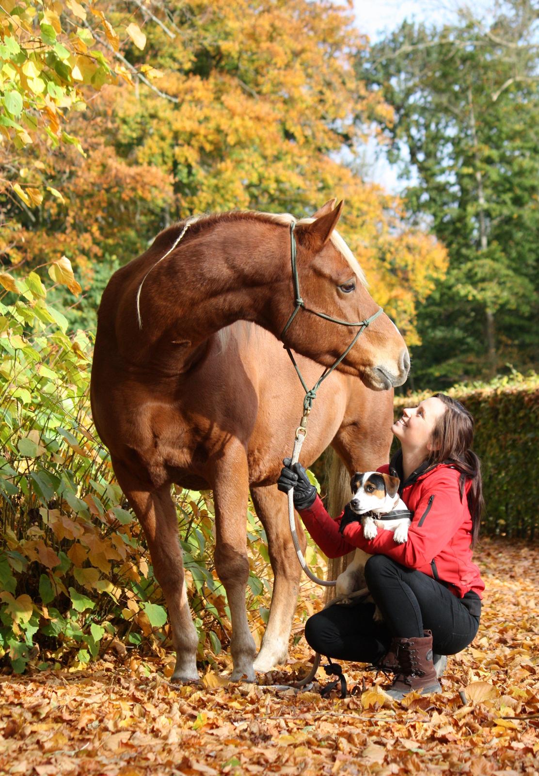 Palomino | Klepholms Krøsus  «3 - Efteråret 2012 sammen med Mac og Hubert <3 billede 1