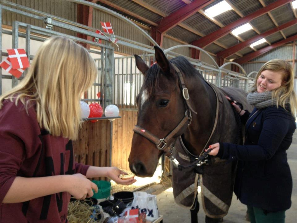 Dansk Varmblod Vesterdams Weltsia - Så har man haft prinsessen i et år! <3 det skal fejres  billede 14