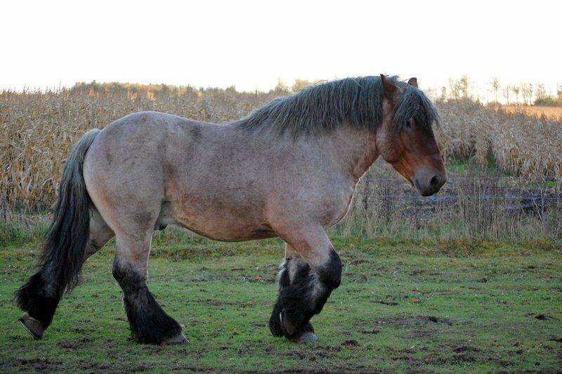 Belgier Emil af kølvringgaarde billede 7