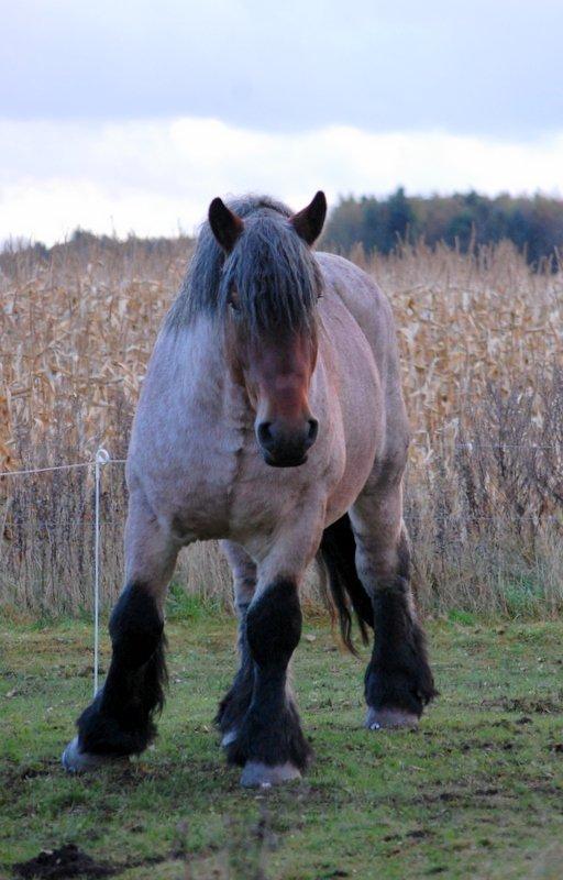 Belgier Emil af kølvringgaarde billede 9