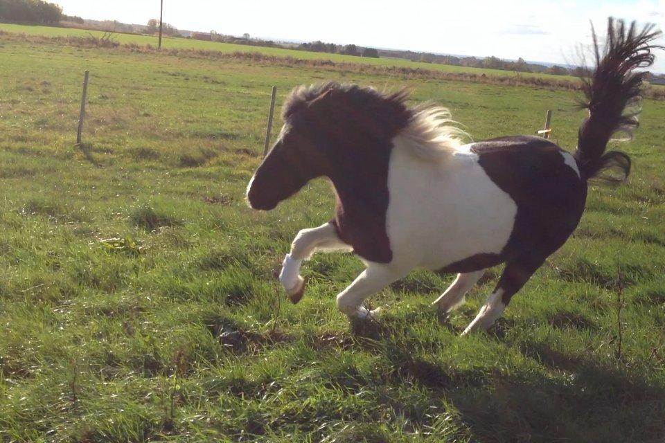 Anden særlig race Tarzan billede 18