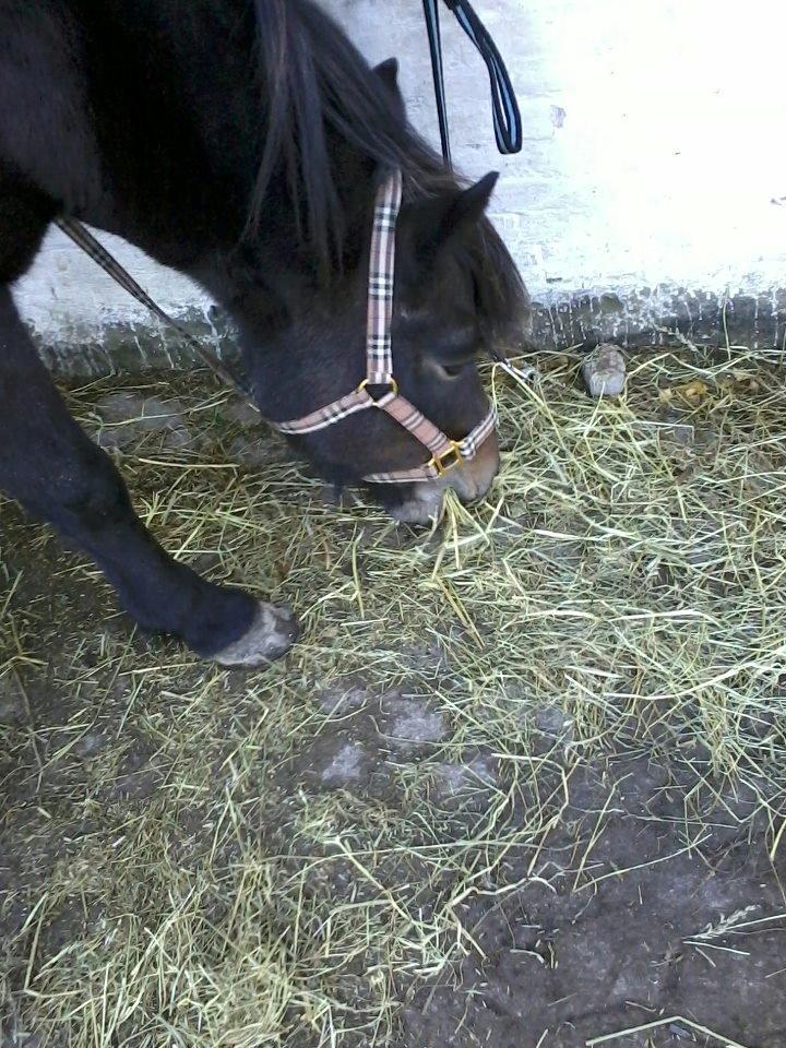 Islænder Flicka - Wrap, wrap, wrap, jeg elsker det! Jeg elsker når de store heste efterlader noget! :) billede 3