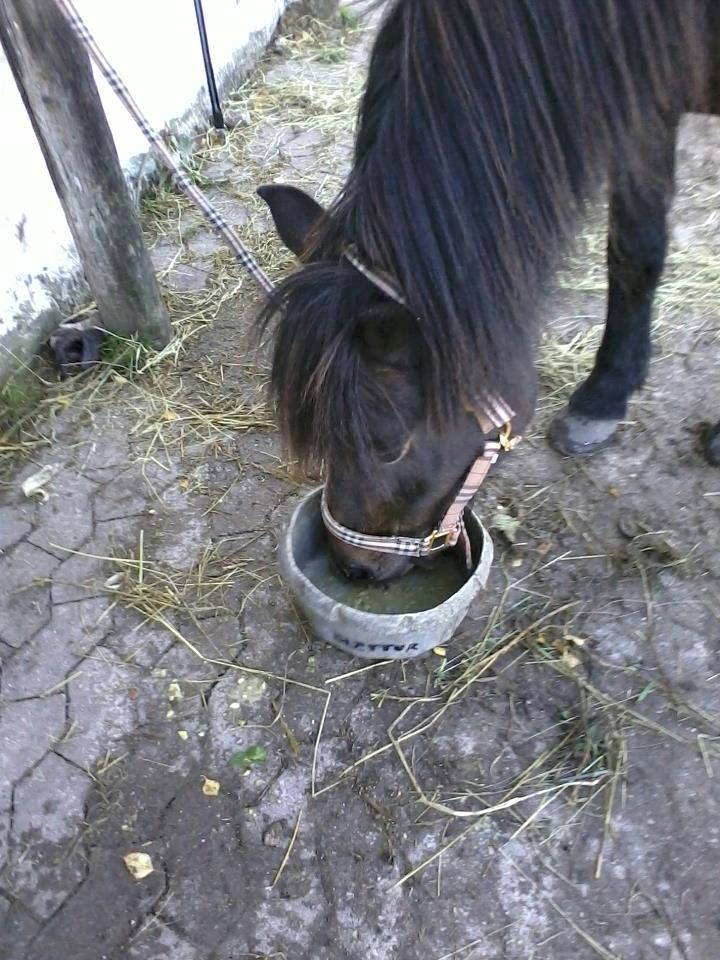 Islænder Flicka - Ikke mere tilbage? Må hellere lige slikke den helt ren ;) billede 4