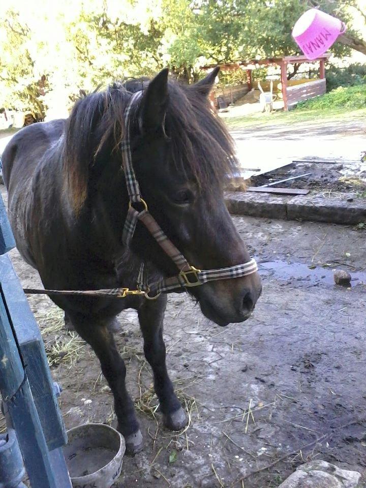 Islænder Flicka - Det her billede er så hyggeligt! <3 billede 5