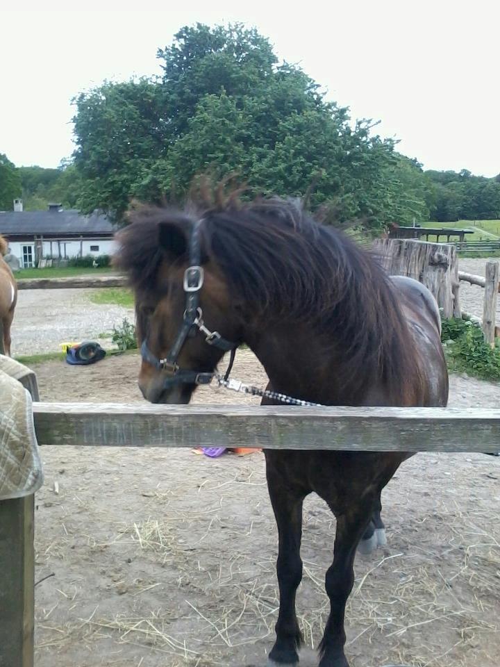 Islænder Flicka - Har den flotteste man! <3 billede 6