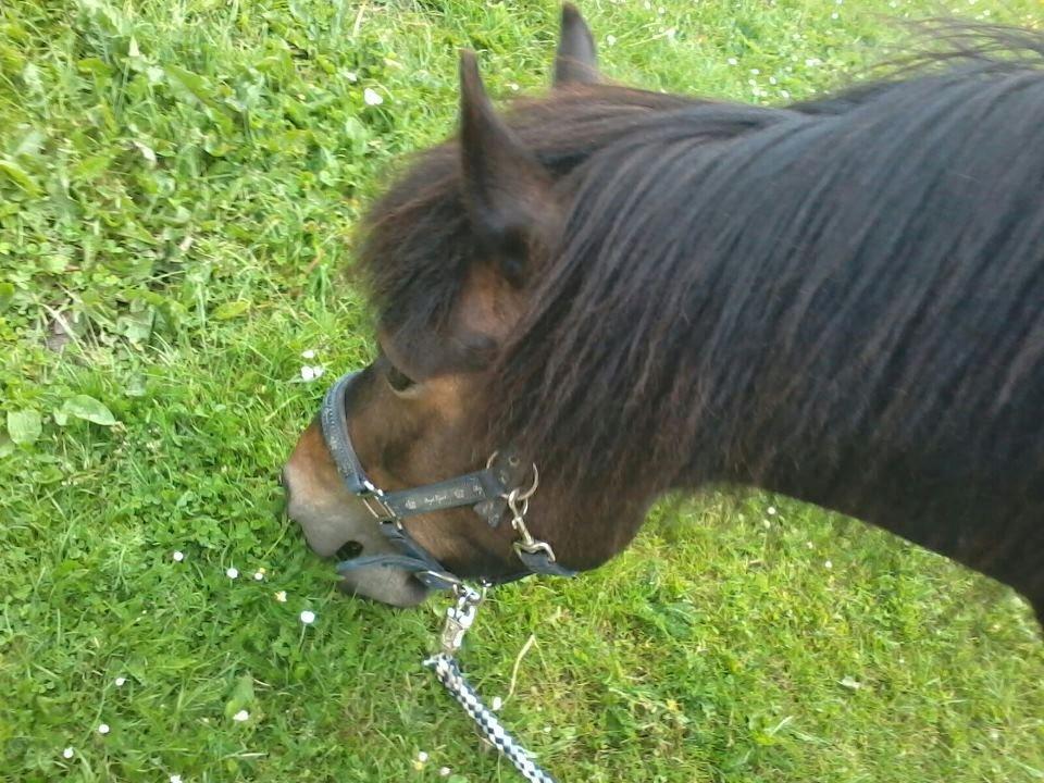 Islænder Flicka - Der er nu intet som forårsgræs! billede 7