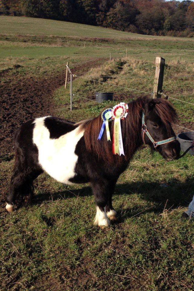 Shetlænder Vadehavets Figero *solgt* - Oktobershow 2012 - Junior Champion billede 10