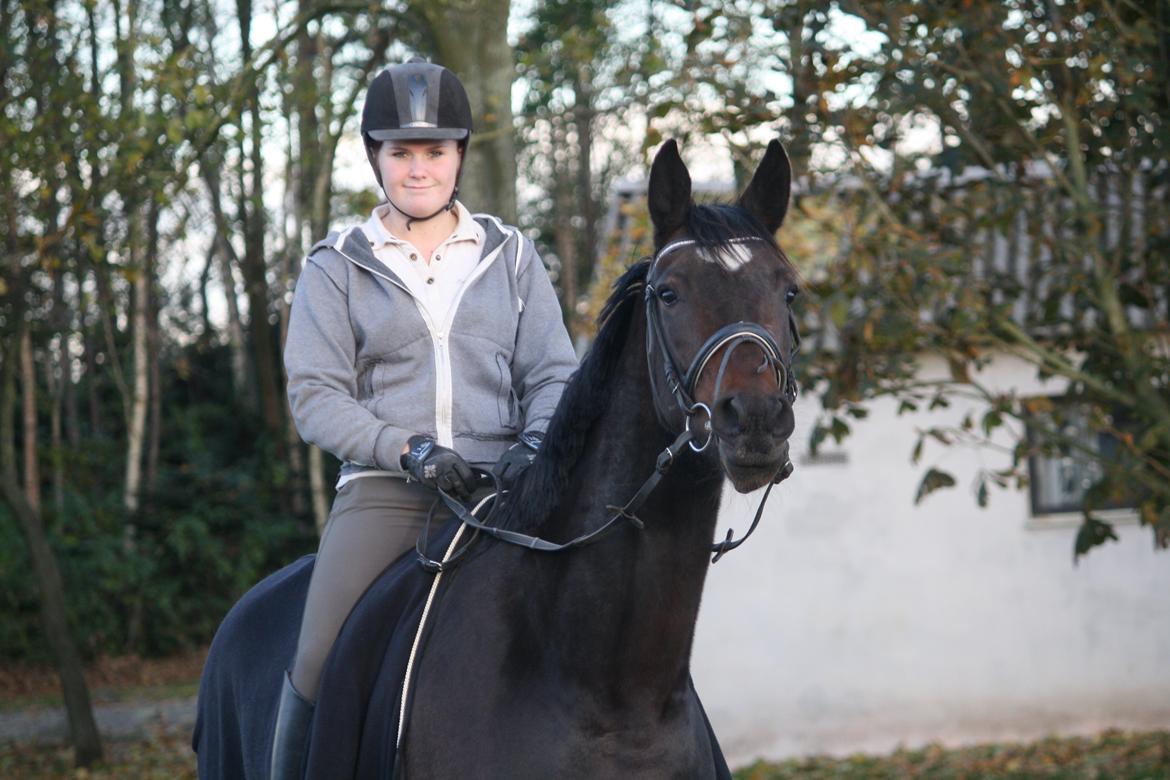 Dansk Varmblod Birkevangens Breezer billede 2