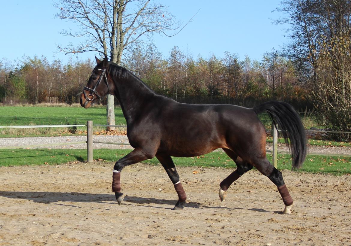 Dansk Varmblod Birkevangens Breezer - Foto: Louise Therese  billede 3