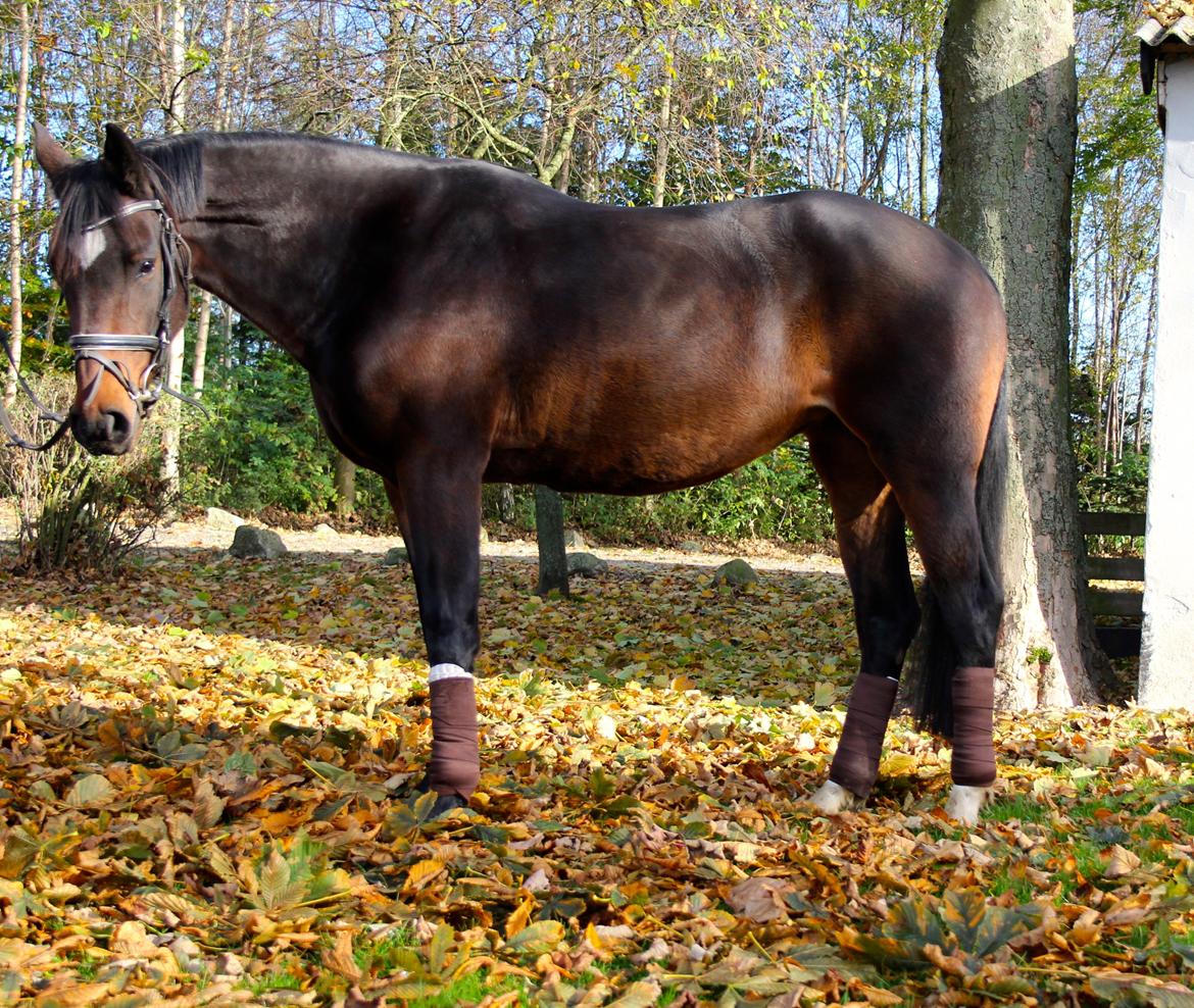 Dansk Varmblod Birkevangens Breezer billede 4