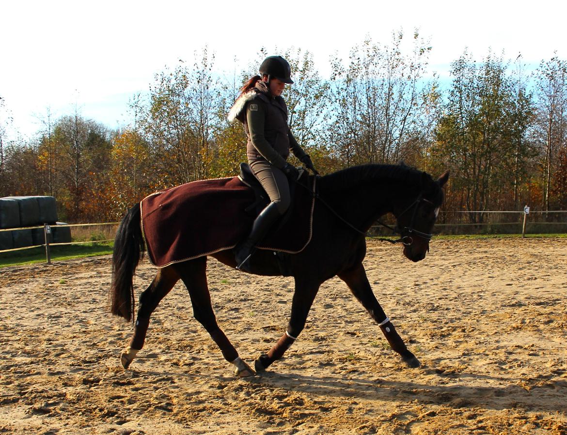 Dansk Varmblod Birkevangens Breezer - Foto: Louise Therese billede 5