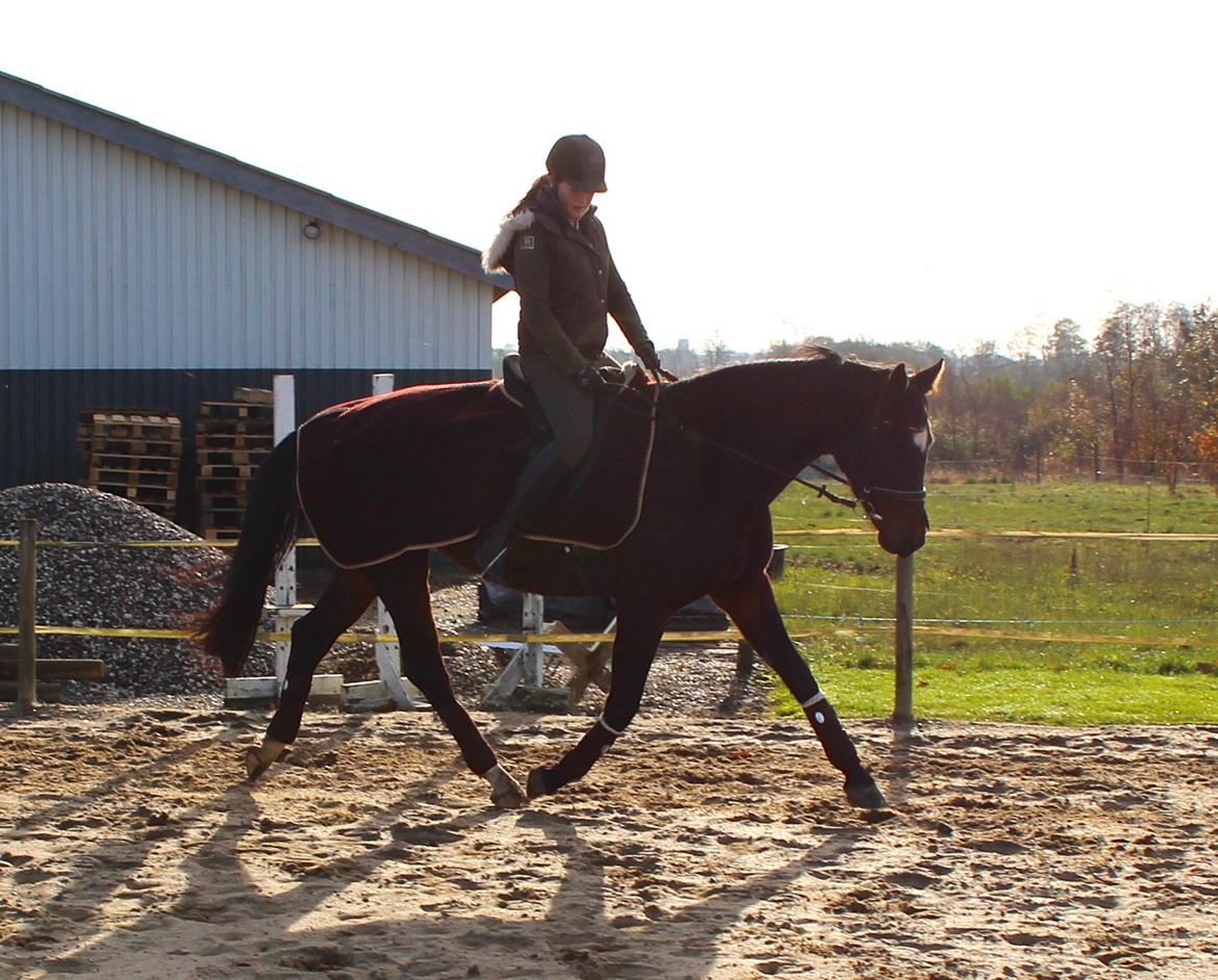 Dansk Varmblod Birkevangens Breezer - Foto: Louise Therese  billede 6