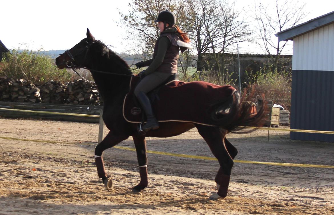 Dansk Varmblod Birkevangens Breezer - Skide skægt at være 4 år og lege ridehest ;) Foto: Louise Therese  billede 7