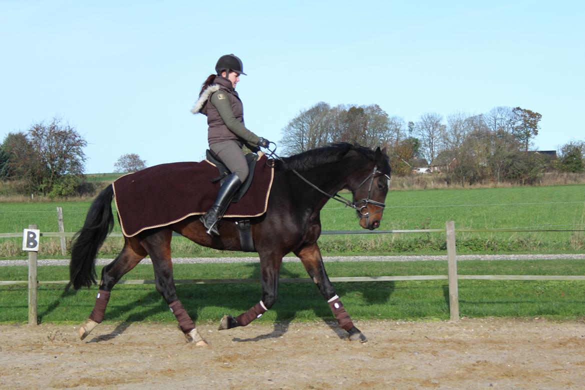 Dansk Varmblod Birkevangens Breezer - Foto: Louise Therese billede 8