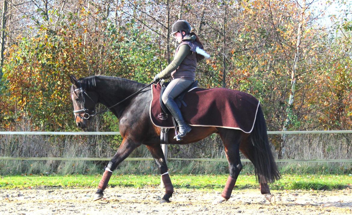 Dansk Varmblod Birkevangens Breezer - Foto: Louise Therese  billede 9