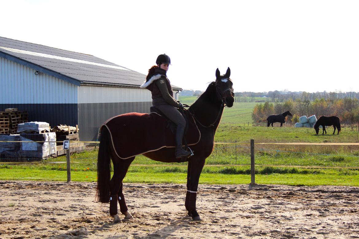 Dansk Varmblod Birkevangens Breezer - Foto: Louise Therese  billede 10