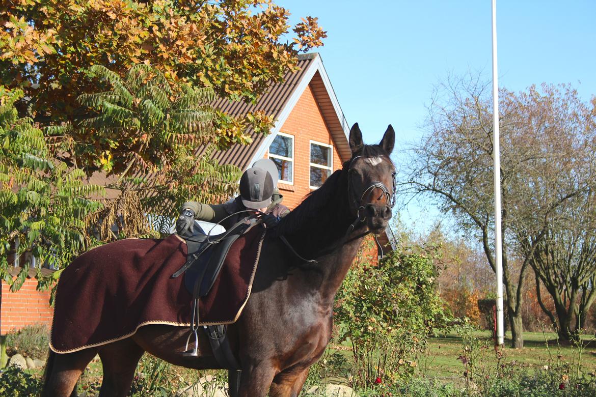 Dansk Varmblod Birkevangens Breezer - Foto: Louise Therese billede 11