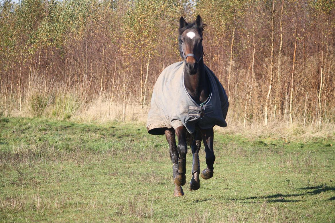 Dansk Varmblod Birkevangens Breezer billede 12