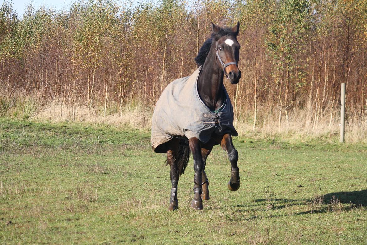 Dansk Varmblod Birkevangens Breezer billede 13