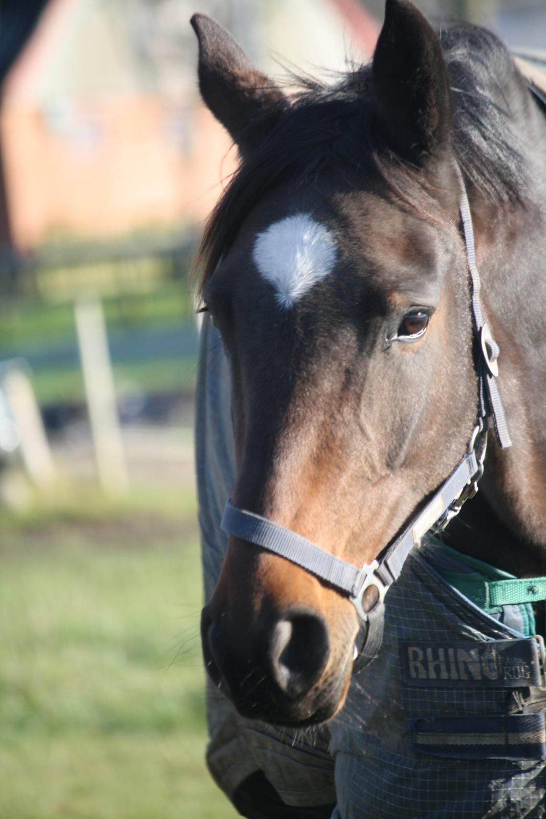 Dansk Varmblod Birkevangens Breezer billede 14