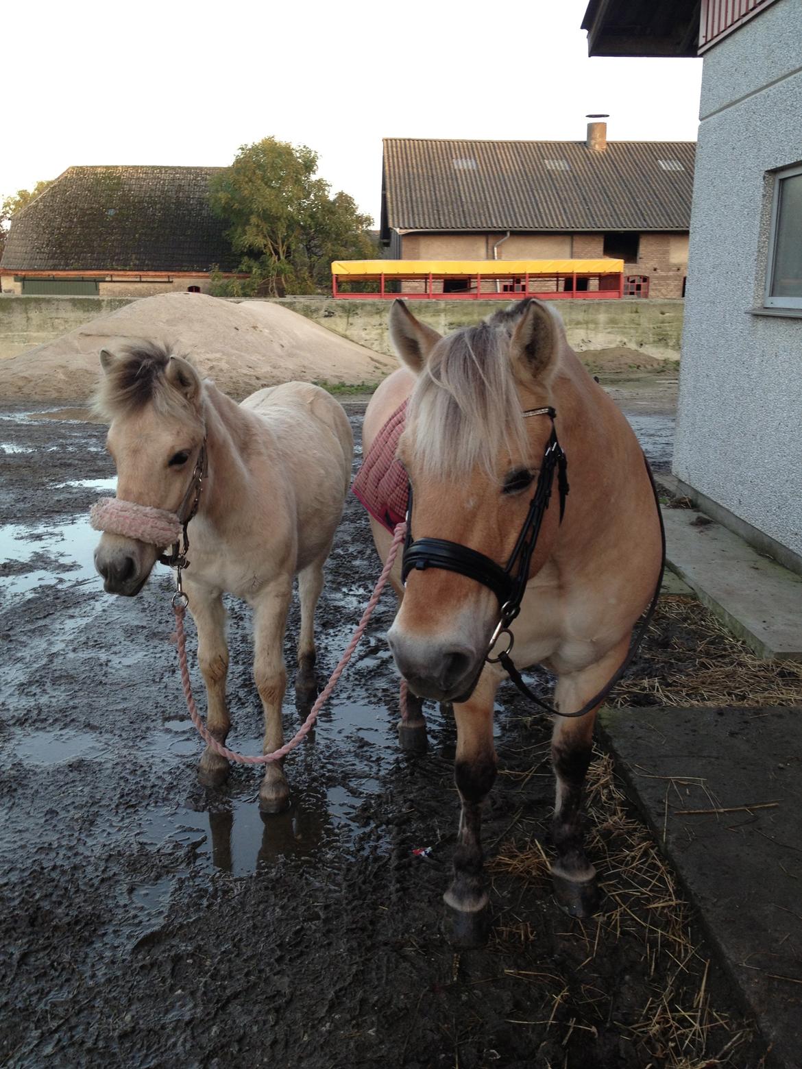 Fjordhest Oblings diva billede 15