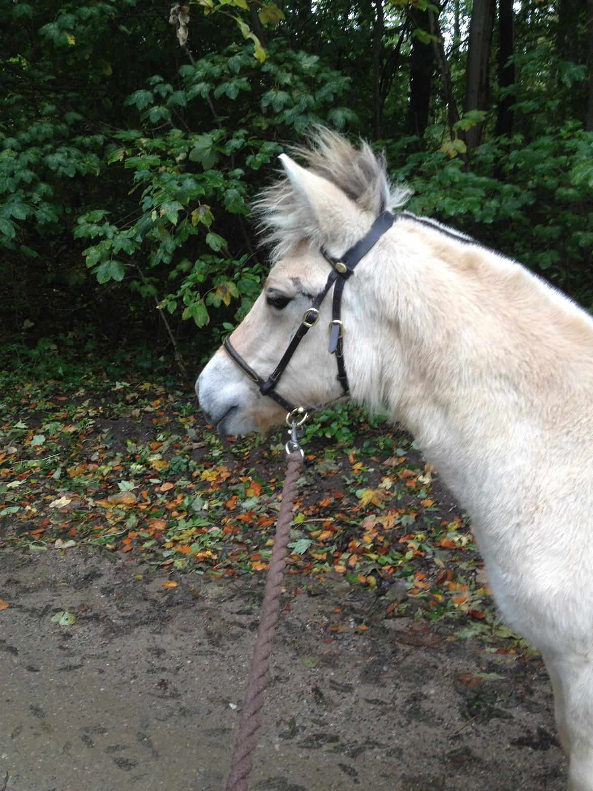 Fjordhest Oblings diva billede 16