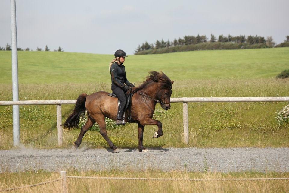 Islænder Brokí frá Grenivík billede 1