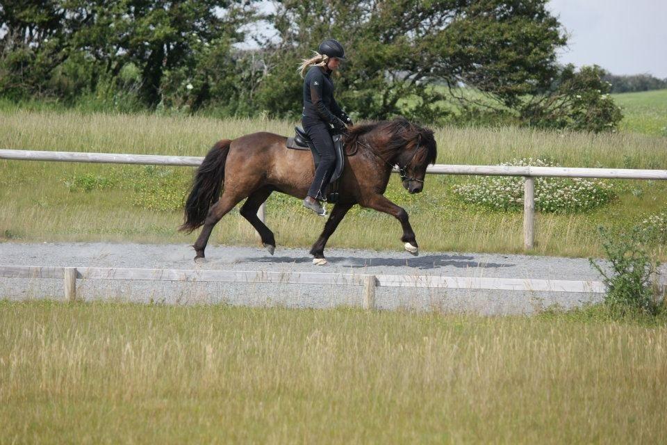 Islænder Brokí frá Grenivík billede 2