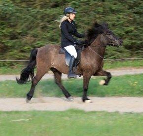 Islænder Brokí frá Grenivík billede 3