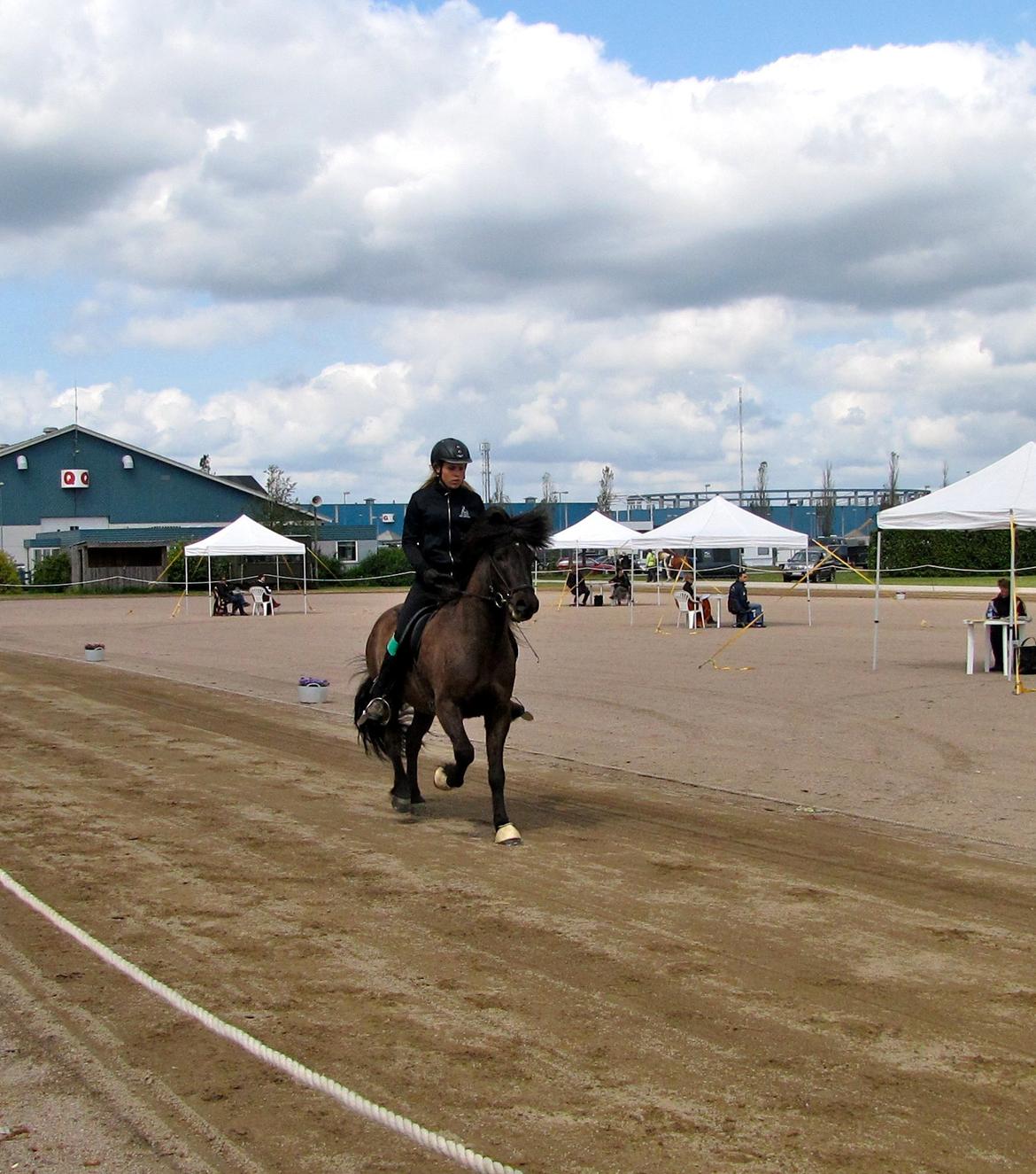 Islænder Brokí frá Grenivík billede 4