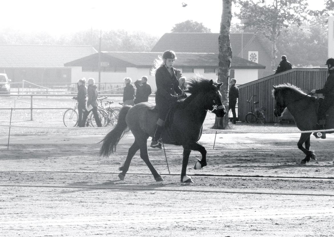 Islænder Brokí frá Grenivík billede 5