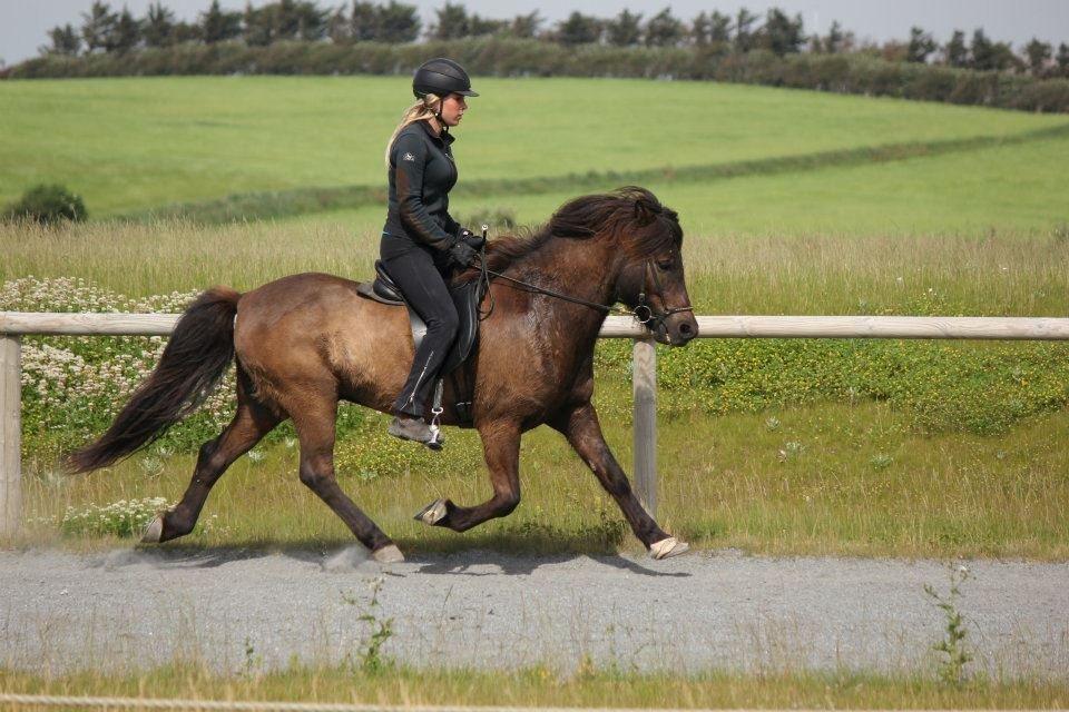 Islænder Brokí frá Grenivík billede 6