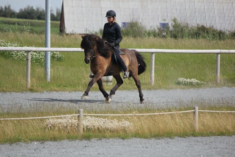 Islænder Brokí frá Grenivík billede 7