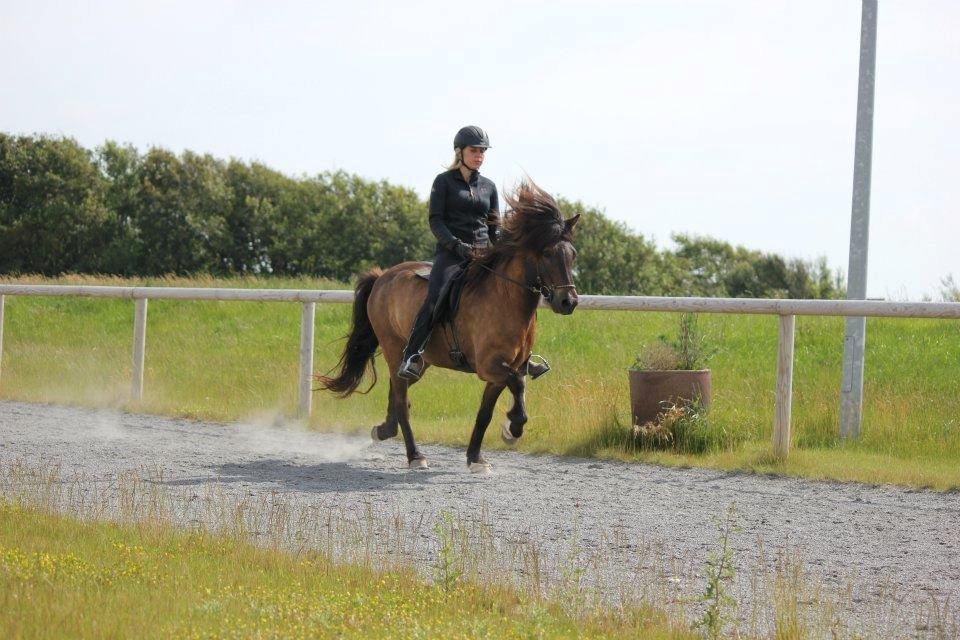 Islænder Brokí frá Grenivík billede 8