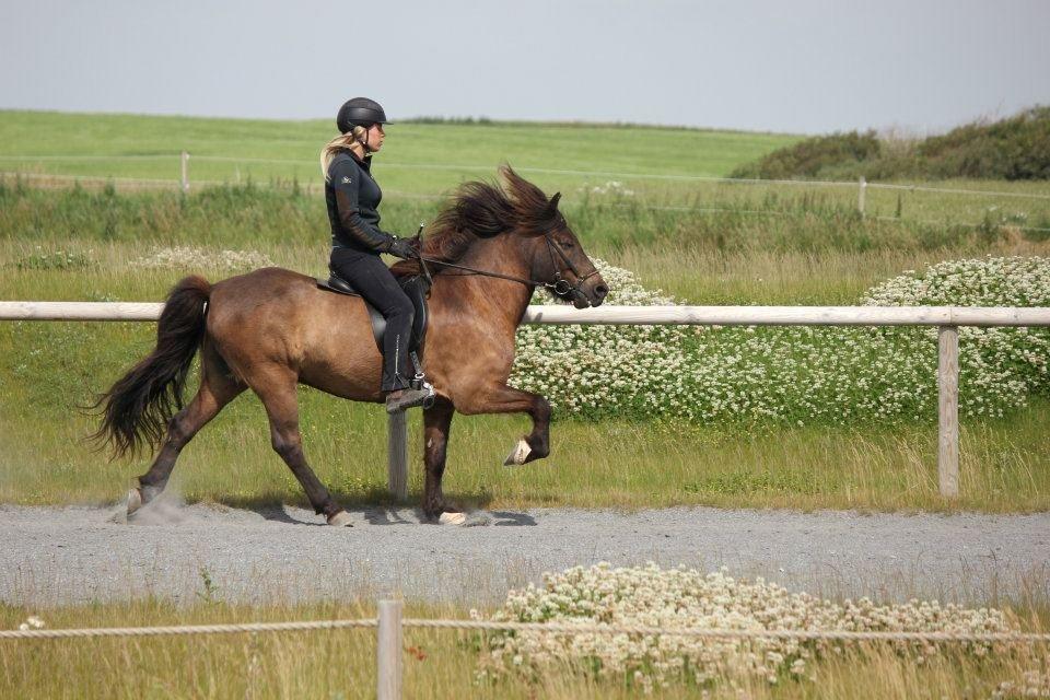 Islænder Brokí frá Grenivík billede 11