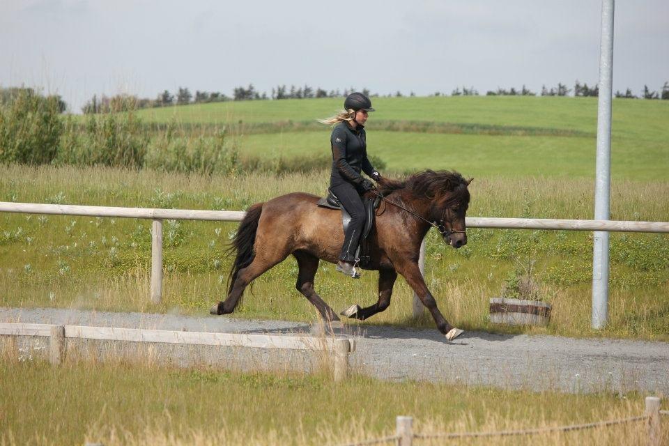 Islænder Brokí frá Grenivík billede 12