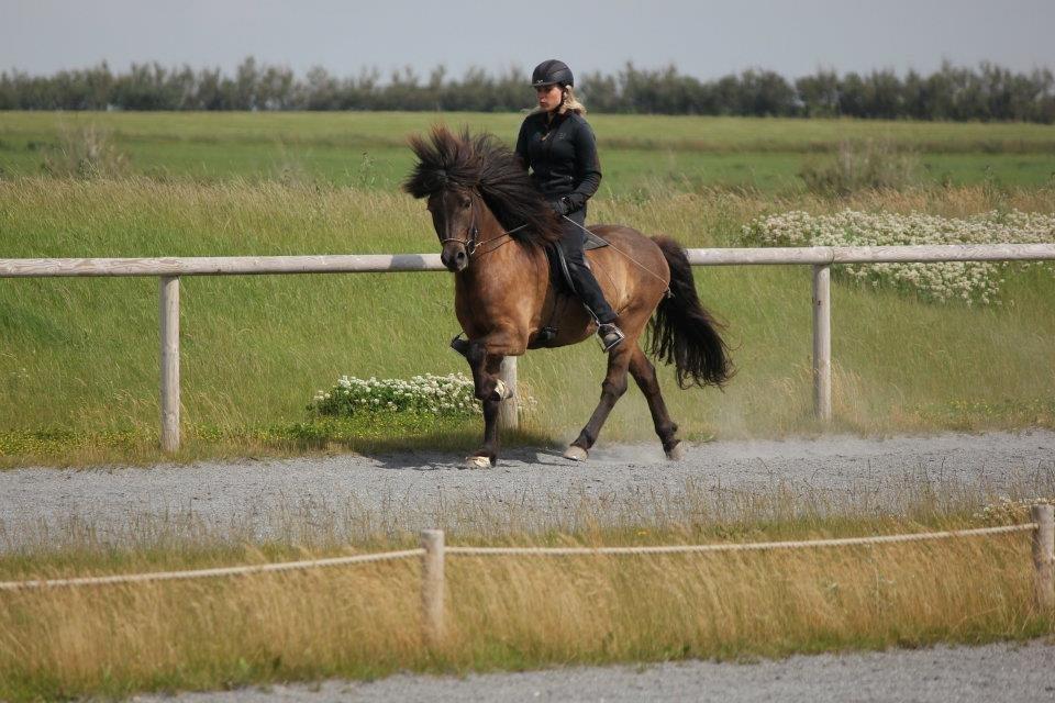 Islænder Brokí frá Grenivík billede 13