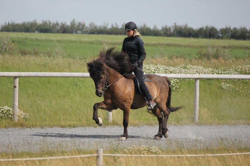 Islænder Brokí frá Grenivík billede 14